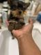 Yorkshire Terrier Puppies for sale in Parkville, MO, USA. price: NA