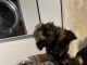 Yorkshire Terrier Puppies for sale in Naples, FL, USA. price: $1,600