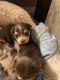 Yorkshire Terrier Puppies for sale in Hemet, CA, USA. price: $1,500