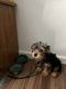 Yorkshire Terrier Puppies for sale in Augusta, GA, USA. price: $1,400