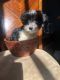 Yorkshire Terrier Puppies for sale in Ohio City, Cleveland, OH, USA. price: $700