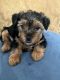 Yorkshire Terrier Puppies for sale in South Euclid, OH, USA. price: $1,200
