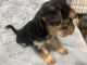 Yorkshire Terrier Puppies for sale in Boston, MA, USA. price: $1,300