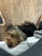 Yorkshire Terrier Puppies for sale in Simi Valley, CA, USA. price: $1,000