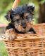 Yorkshire Terrier Puppies for sale in Calgary, AB, Canada. price: NA