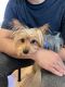 Yorkshire Terrier Puppies for sale in Charlotte, NC, USA. price: $2,400