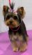 Yorkshire Terrier Puppies for sale in Baldwin, NY 11510, USA. price: $3,000