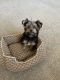 Yorkshire Terrier Puppies for sale in Tulsa, OK, USA. price: $1,600