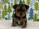 Yorkshire Terrier Puppies for sale in Jefferson, TX 75657, USA. price: NA