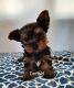 Yorkshire Terrier Puppies for sale in Bluffton, SC, USA. price: $800