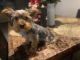 Yorkshire Terrier Puppies for sale in Colorado Springs, CO 80906, USA. price: NA