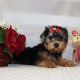 Yorkshire Terrier Puppies for sale in Cromwell, IN 46732, USA. price: $800
