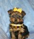 Yorkshire Terrier Puppies for sale in Boca Raton, FL, USA. price: $5,000