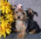 Yorkshire Terrier Puppies for sale in Fairbanks, AK, USA. price: $3,900