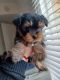 Yorkshire Terrier Puppies for sale in Lancaster, CA, USA. price: $130,000