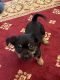 Yorkshire Terrier Puppies for sale in Methuen, MA 01844, USA. price: $1,500
