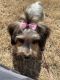 Yorkshire Terrier Puppies for sale in Wake Forest, NC 27587, USA. price: $400