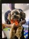 Yorkshire Terrier Puppies for sale in Indianapolis, IN, USA. price: $500