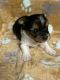 Yorkshire Terrier Puppies for sale in Cadiz, KY 42211, USA. price: NA