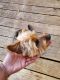Yorkshire Terrier Puppies for sale in Tulsa, OK 74135, USA. price: $1,000