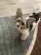 Yorkshire Terrier Puppies for sale in West Palm Beach, FL, USA. price: $1,600