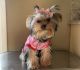 Yorkshire Terrier Puppies for sale in DeKalb, IL, USA. price: $2,750