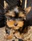 Yorkshire Terrier Puppies for sale in Troy, VA 22974, USA. price: $500