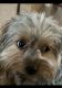 Yorkshire Terrier Puppies for sale in Fresno County, CA, USA. price: $2,500