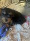 Yorkshire Terrier Puppies for sale in San Mateo, CA, USA. price: $1,800