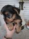 Yorkshire Terrier Puppies for sale in Goshen, IN, USA. price: NA