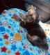 Yorkshire Terrier Puppies for sale in Lithonia, GA 30058, USA. price: $2,700