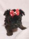 Yorkshire Terrier Puppies for sale in Nampa, ID, USA. price: NA