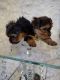 Yorkshire Terrier Puppies for sale in Roanoke, VA, USA. price: $2,009