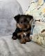 Yorkshire Terrier Puppies for sale in Beech Grove, IN, USA. price: $1,400