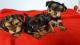 Yorkshire Terrier Puppies for sale in Florida, MA, USA. price: $500