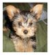 Yorkshire Terrier Puppies for sale in Greensburg, PA 15601, USA. price: $1,000