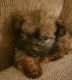Yorkshire Terrier Puppies for sale in Spanaway, WA, USA. price: NA