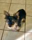 Yorkshire Terrier Puppies for sale in Salisbury, NC, USA. price: NA