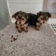 Yorkshire Terrier Puppies for sale in Stanton, MI 48888, USA. price: NA