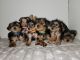 Yorkshire Terrier Puppies for sale in Florida Mall Ave, Belle Isle, FL 32809, USA. price: NA