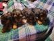 Yorkshire Terrier Puppies for sale in Lizella, GA 31052, USA. price: NA