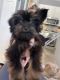 Yorkshire Terrier Puppies for sale in San Marcos, CA, USA. price: NA
