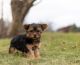 Yorkshire Terrier Puppies for sale in New York, NY 10011, USA. price: $650