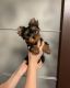 Yorkshire Terrier Puppies for sale in Columbus, GA, USA. price: NA