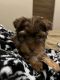 Yorkshire Terrier Puppies for sale in Newkirk, OK 74647, USA. price: NA