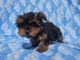 Yorkshire Terrier Puppies for sale in Linda, CA 95901, USA. price: $3,000