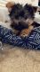 Yorkshire Terrier Puppies for sale in San Diego, CA 92105, USA. price: $1,300