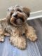 Yorkshire Terrier Puppies for sale in Jacksonville, FL, USA. price: $1,800