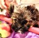 Yorkshire Terrier Puppies for sale in Slate Hill, NY 10973, USA. price: NA