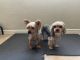 Yorkshire Terrier Puppies for sale in Phoenix, AZ 85029, USA. price: NA